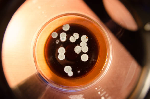 istock Top view of mold in coffee 1489318373