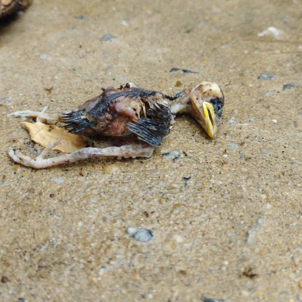 ein totes exemplar von passer domesticus oder haussperling. er ist einer der üblichen vögel in ländlichen und städtischen umgebungen, aber seine population ist rückläufig und seine existenz bedroht. thailand. - sand dune stock-fotos und bilder