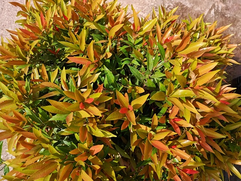 Syzygium paniculatum is a species of ornamental plant from the genus Syzygium