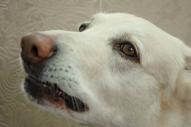 istock the muzzle of a white dog waiting for its owner 1489321161