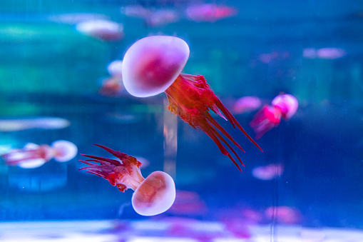 A group of jellyfish swimming in the aquarium