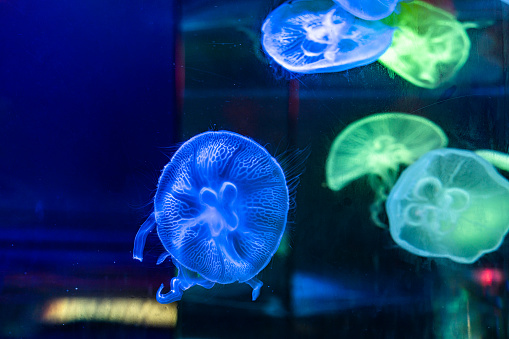 Jellyfish swimming under the neon lights of the aquarium
