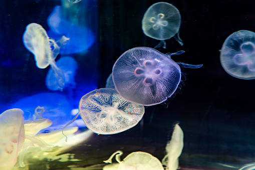 Jellyfish swimming under the neon lights of the aquarium