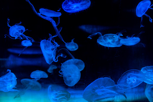 Jellyfish bred in the blue aquarium