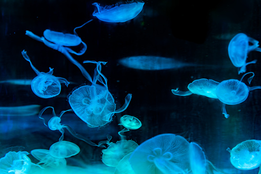 Jellyfish bred in the blue aquarium