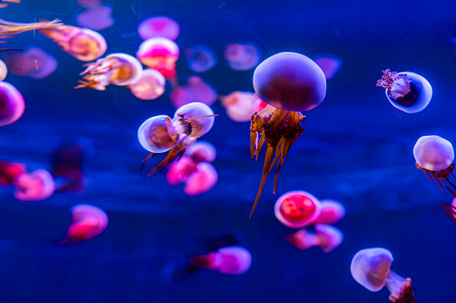 A group of jellyfish swimming in the aquarium