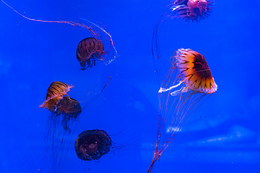 close-up jellyfish swimming in the aquarium