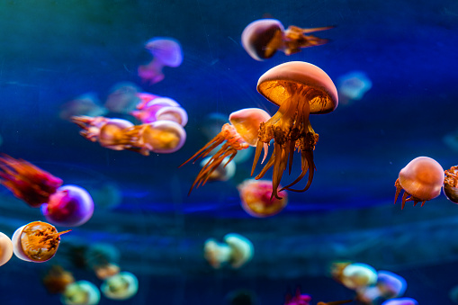 A group of jellyfish swimming in the aquarium