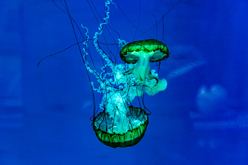 close-up jellyfish swimming in the aquarium