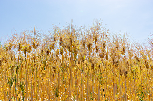 Agriculture and arable farming with cereals