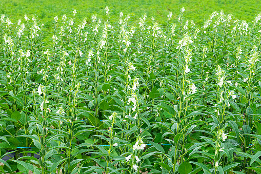 Vegetable garden cultivation, gardening with permaculture principles. Traditional countryside landscape with green Eco-friendly vegetable patch