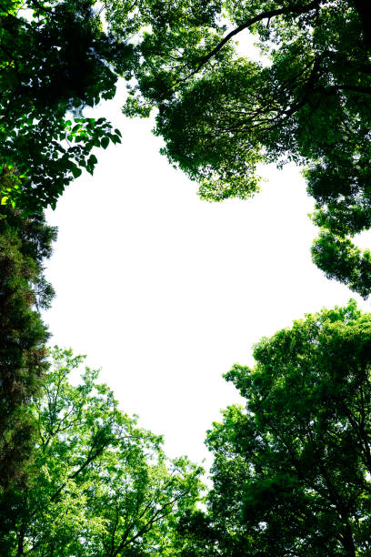istock Looking up at natural frame of treetops in springtime 1489326712