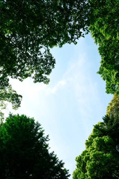 istock Looking up at natural frame of treetops in springtime 1489326717