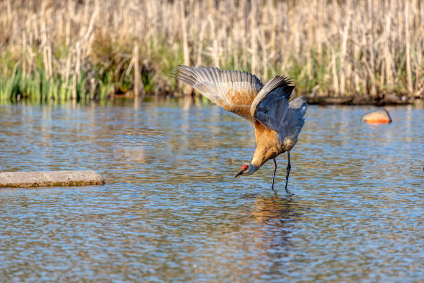 istock sandhill crane in the water, Burnaby, British Columbia 1489326890