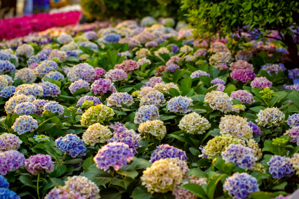 photo of hydrangea flower field - hydrangea gardening blue ornamental garden imagens e fotografias de stock