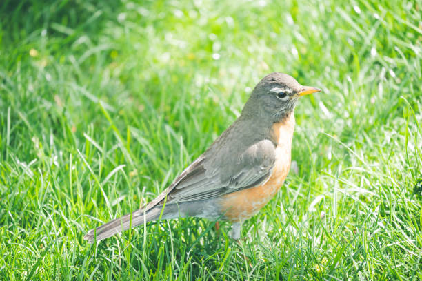 istock Beautiful Cute American Robin in Spring 1489330430