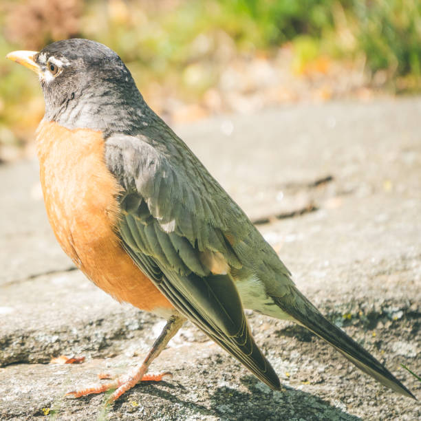 красивая милая американская малиновка весной - dependency animal nest robin bird стоковые фото и изображения