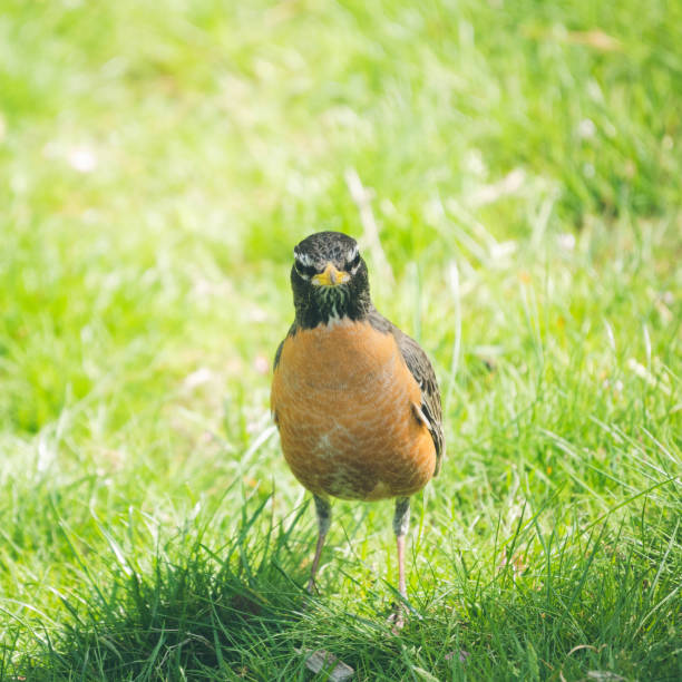 봄에 아름 다운 귀여운 미국 로빈 - dependency animal nest robin bird 뉴스 사진 이미지