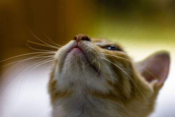 Close up A kitten (Felis silvestris catus) with a combination of white and orange, selective focus with a blurry background