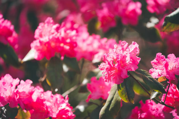 istock Beautiful and Cute Flowers in Spring 1489331548