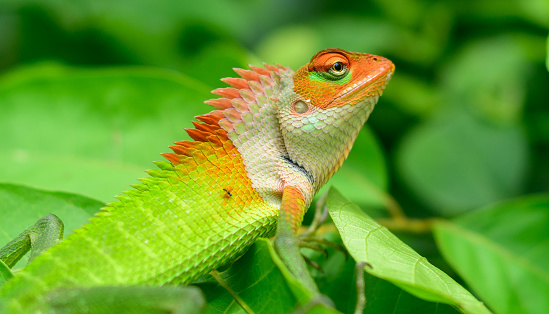 Colorful green lizard close-up portrait shot,