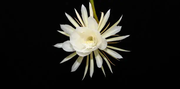 Queen of the night flower isolated against a black background. The beautiful scented white flower only blooms at night.