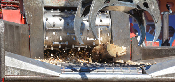Tree Harvest Machine cutting old tree log. Wood cutting harvester machine close up.