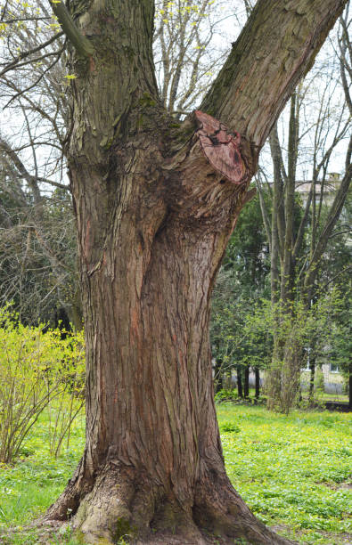 istock Prune Tree Branches Correctly. Branch removal cuts with pruning paint to prevent the entry of disease pathogens. 1489333959