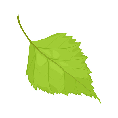 Green birch leaf isolated on white background. Vector cartoon illustration. Nature icon.