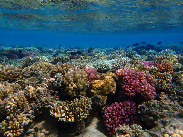 istock coral reef in Egypt, Makadi Bay 1489335011