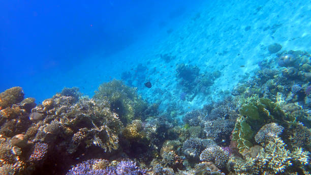 istock coral reef in Egypt, Makadi Bay 1489335016