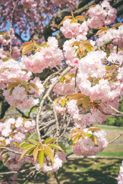istock Beautiful and Cute Sakura or Cherry Flower in Spring 1489335204