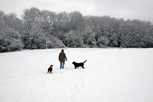 Person and dogs in fresh snow in field with trees. Back to camera