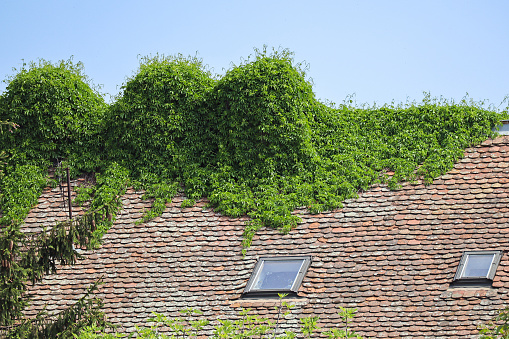 Climbing plant on the roof of an old building