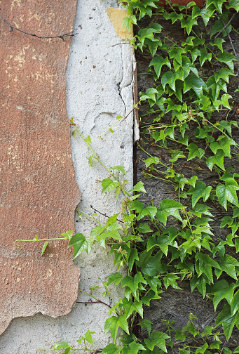 Climbing plant on the wall of an old building