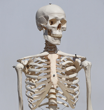 Human skeleton for demonstration made of plastic