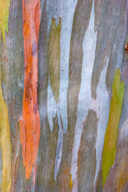 istock Colorful pattern of a Rainbow eucalyptus 1489341725