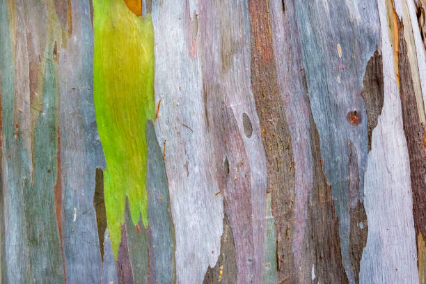 istock Colorful pattern of a Rainbow eucalyptus 1489341731