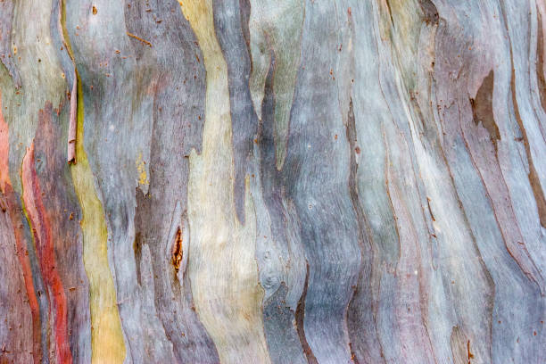 istock Colorful pattern of a Rainbow eucalyptus 1489341740