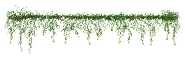 istock Trailing rosemary, creeping rosemary or prostrate rosemary 1489343788
