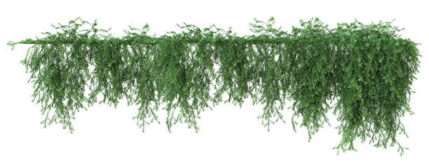 istock Trailing rosemary, creeping rosemary or prostrate rosemary 1489343856