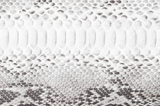 istock white snake skin texture, reptile leather as background 1489344170