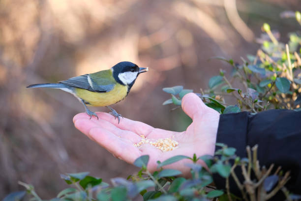 istock A Great tit, Parus major, eating peanuts from a person hand in a park. 1489344328