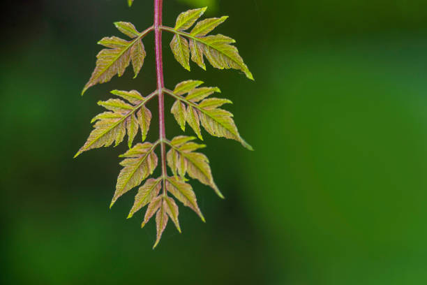 Koelreuteria paniculata young  fresh leaf spring bokeh  green podstree background beautiful  Composition of nature close up
