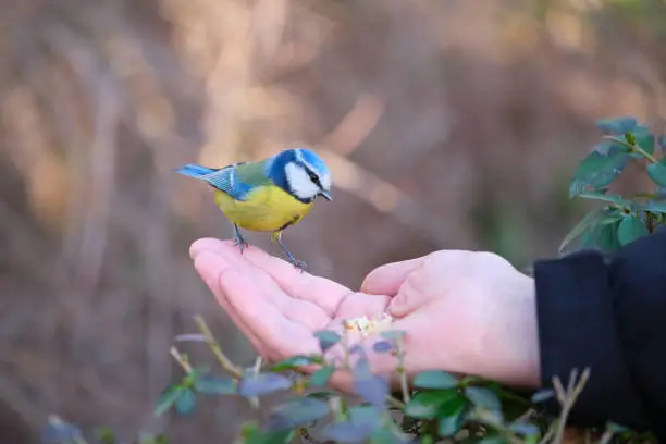 A Eurasian blue tit, Cyanistes caeruleus, eating peanuts from a person hand in a park in Madrid, Spain.