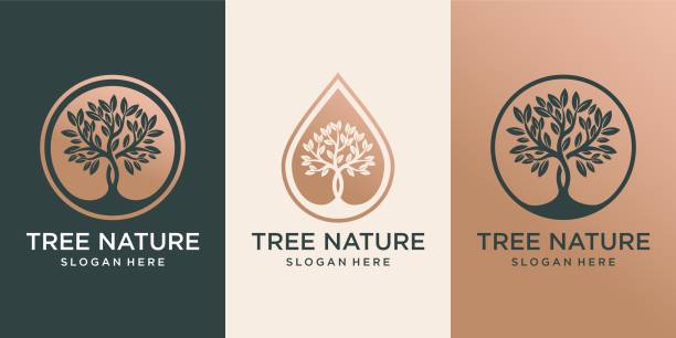 stockillustraties, clipart, cartoons en iconen met set of logo tree and drops or water combined with tree. logo design premium vector - boom