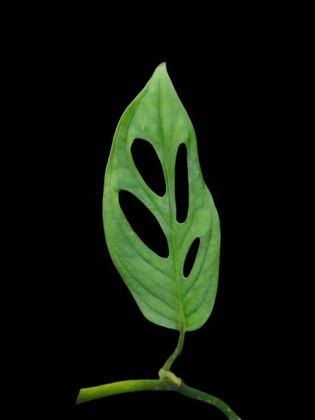 istock Monstera adansonii or Janda Bolong leaf on isolated black background. 1489345441