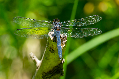Slaty skimmer dragonfly, Libellula incesta, perched on a broken branch in the wetlands of Morey Pond in Wilmot, New Hampshire.
