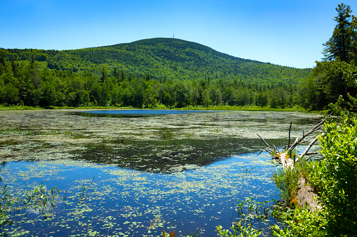 Morey Pond in Wilmot, New Hampshire, on a sunny summer day, surrounded by pine forest and endowed with abundant wetlands vegetation, and with Mount Kearsarge in the backgound.