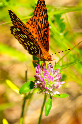 Closeup of a great spangled fritillary butterfly, Speyeria cybele, foraging on a pink clover flower in a field at Morey Pond in Wilmot, New Hampshire.